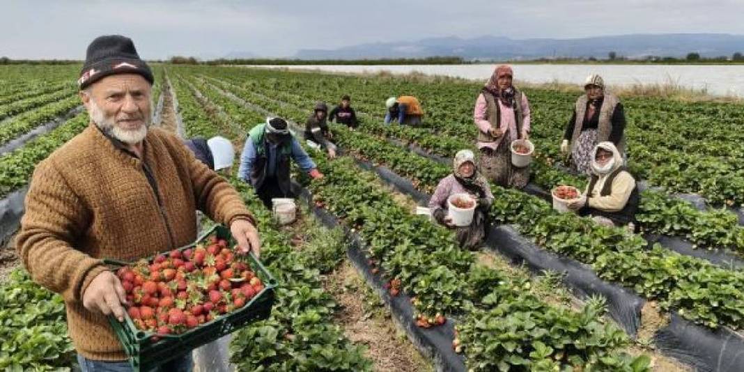Mersin’de hasat ediliyor, uçak kargoyla Dubai ve Katar’a yollanıyor: Kilosu 75 TL 1